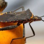 1,3-millones-de-argentinos-tienen-chagas:-en-que-consiste-y-cuales-son-los-sintomas