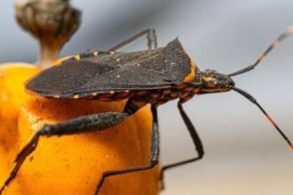 1,3-millones-de-argentinos-tienen-chagas:-en-que-consiste-y-cuales-son-los-sintomas