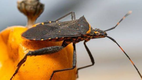 1,3-millones-de-argentinos-tienen-chagas:-en-que-consiste-y-cuales-son-los-sintomas