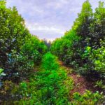 misiones-|-la-yerba-mate-organica-proyecta-una-rentabilidad-del-34%-y-se-despega-del-modelo-convencional