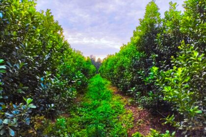 misiones-|-la-yerba-mate-organica-proyecta-una-rentabilidad-del-34%-y-se-despega-del-modelo-convencional