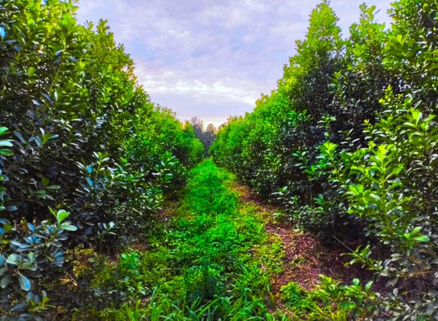 misiones-|-la-yerba-mate-organica-proyecta-una-rentabilidad-del-34%-y-se-despega-del-modelo-convencional