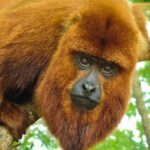 misiones-impulsa-la-reintroduccion-del-mono-caraya-rojo-con-un-plan-cientifico-de-conservacion