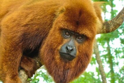 misiones-impulsa-la-reintroduccion-del-mono-caraya-rojo-con-un-plan-cientifico-de-conservacion
