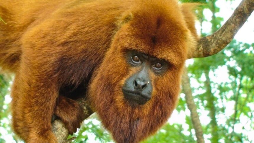 misiones-impulsa-la-reintroduccion-del-mono-caraya-rojo-con-un-plan-cientifico-de-conservacion