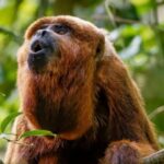 misiones-traera-monos-caraya-rojo-desde-brasil-para-evitar-su-extincion-en-argentina