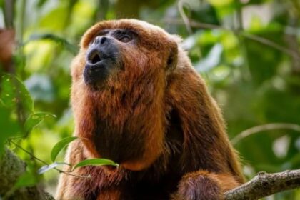 misiones-traera-monos-caraya-rojo-desde-brasil-para-evitar-su-extincion-en-argentina