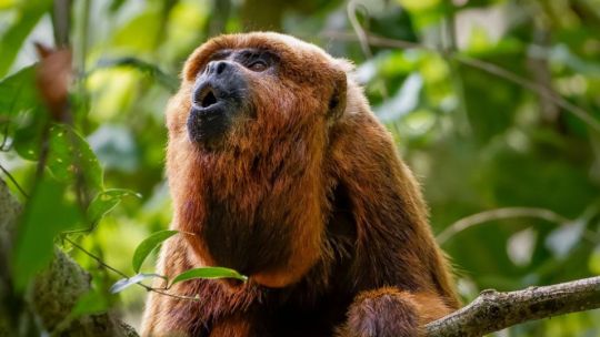misiones-traera-monos-caraya-rojo-desde-brasil-para-evitar-su-extincion-en-argentina