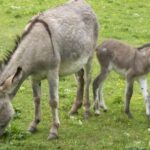 crece-la-polemica-por-la-venta-de-la-carne-de-burro