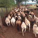 scrapie-en-argentina-|-veterinario-explico-de-que-se-trata-la-enfermedad-que-afecta-a-ovinos-y-caprinos-y-aseguro-que-en-misiones-“hay-que-estar-tranquilos”