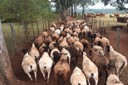 scrapie-en-argentina-|-veterinario-explico-de-que-se-trata-la-enfermedad-que-afecta-a-ovinos-y-caprinos-y-aseguro-que-en-misiones-“hay-que-estar-tranquilos”