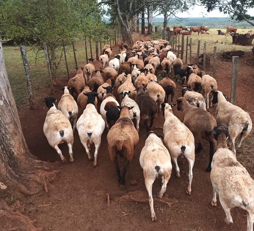 scrapie-en-argentina-|-veterinario-explico-de-que-se-trata-la-enfermedad-que-afecta-a-ovinos-y-caprinos-y-aseguro-que-en-misiones-“hay-que-estar-tranquilos”