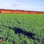 el-futuro-del-agronegocio-en-la-matriz-productiva-argentina