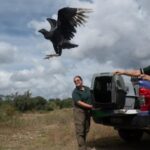 segunda-oportunidad:-policia-ambiental-devolvio-fauna-silvestre-a-su-habitat-natural