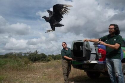 segunda-oportunidad:-policia-ambiental-devolvio-fauna-silvestre-a-su-habitat-natural