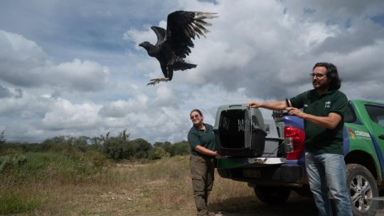 segunda-oportunidad:-policia-ambiental-devolvio-fauna-silvestre-a-su-habitat-natural