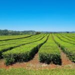 zafra-tealera-en-misiones-|-advierten-que-el-cierre-anticipado-se-debe-a-la-suba-de-costos-y-la-caida-de-la-rentabilidad:-“es-trabajar-a-perdida”