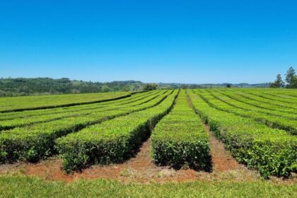 zafra-tealera-en-misiones-|-advierten-que-el-cierre-anticipado-se-debe-a-la-suba-de-costos-y-la-caida-de-la-rentabilidad:-“es-trabajar-a-perdida”