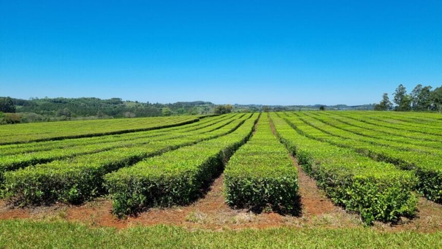 zafra-tealera-en-misiones-|-advierten-que-el-cierre-anticipado-se-debe-a-la-suba-de-costos-y-la-caida-de-la-rentabilidad:-“es-trabajar-a-perdida”