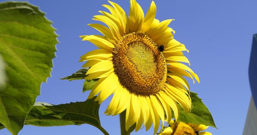 “no-podemos-pedir-mas”:-el-girasol-argentino-vive-un-boom-con-precios-firmes-para-el-productor,-demanda-mundial-en-alza-y-records-en-la-cadena