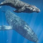 un-estudio-revelo-que-las-ballenas-se-comunican-con-reglas-similares-al-lenguaje-humano