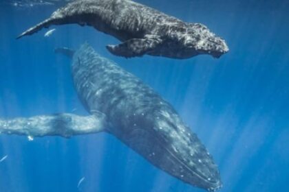 un-estudio-revelo-que-las-ballenas-se-comunican-con-reglas-similares-al-lenguaje-humano