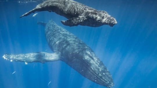 un-estudio-revelo-que-las-ballenas-se-comunican-con-reglas-similares-al-lenguaje-humano