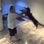 agarro-a-un-perro-del-cuello-y-lo-revoleo-contra-el-piso-en-palermo:-quedo-detenido