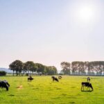 beef-consumption-in-argentina-hits-lowest-mark-in-20-years