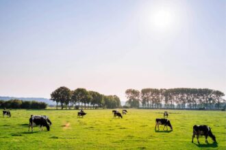 beef-consumption-in-argentina-hits-lowest-mark-in-20-years