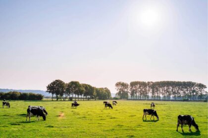 beef-consumption-in-argentina-hits-lowest-mark-in-20-years