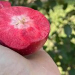 kissabel:-la-«supermanzana»-roja-por-dentro-que-revoluciona-la-produccion-en-la-patagonia