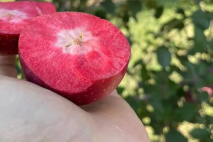 kissabel:-la-«supermanzana»-roja-por-dentro-que-revoluciona-la-produccion-en-la-patagonia