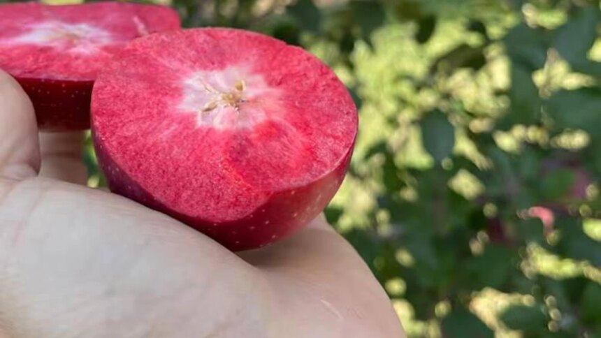 kissabel:-la-«supermanzana»-roja-por-dentro-que-revoluciona-la-produccion-en-la-patagonia