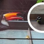 posadas-|-un-tucan-choco-en-el-aire-con-un-pitogue,-se-quebro-un-ala-y-lo-rescato-ecologia