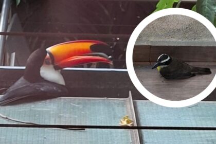 posadas-|-un-tucan-choco-en-el-aire-con-un-pitogue,-se-quebro-un-ala-y-lo-rescato-ecologia