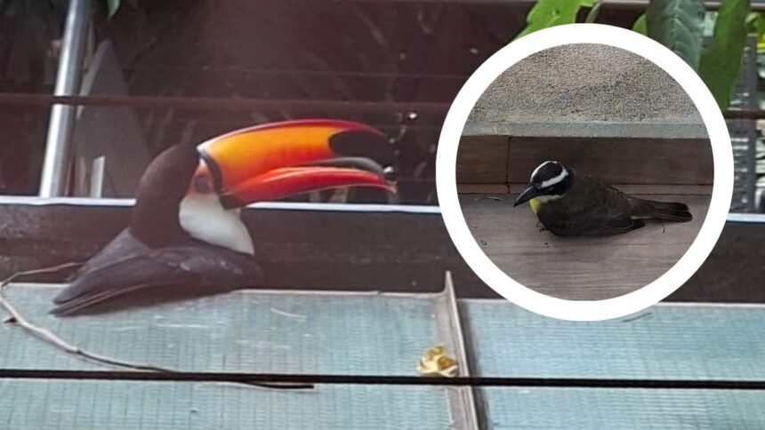 posadas-|-un-tucan-choco-en-el-aire-con-un-pitogue,-se-quebro-un-ala-y-lo-rescato-ecologia