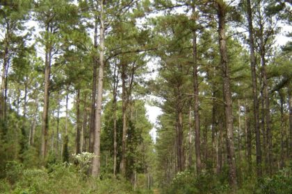invertiran-us$-2000-millones-en-una-planta-de-celulosa-en-corrientes,-que-generaria-13.000-empleos