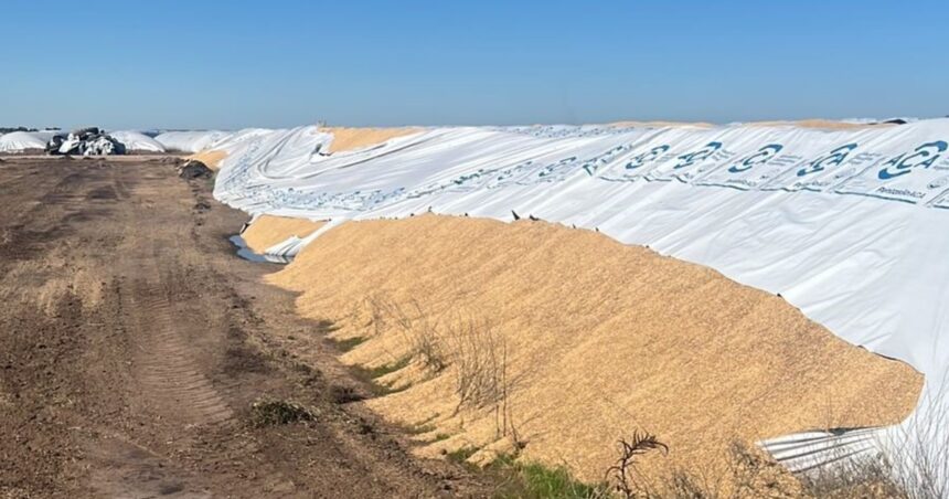 volvio-el-vandalismo-rural:-en-bahia-blanca-rompieron-5-silobolsas-con-mercaderia-por-$300-millones