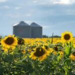 rendimiento-del-girasol:-afirman-que-el-potencial-productivo-todavia-no-esta-completamente-aprovechado