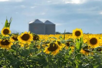 rendimiento-del-girasol:-afirman-que-el-potencial-productivo-todavia-no-esta-completamente-aprovechado