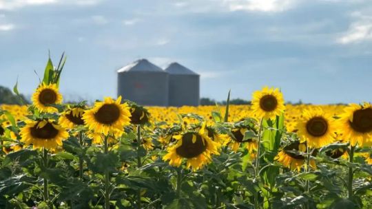 rendimiento-del-girasol:-afirman-que-el-potencial-productivo-todavia-no-esta-completamente-aprovechado
