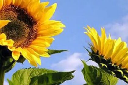 girasol:-“el-90%-de-lo-que-se-produce-en-argentina-se-transforma-en-aceite-y-harinas”