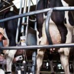el-sector-lacteo-en-alerta:-por-que-no-logran-trasladar-la-inflacion-a-precios