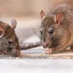 hantavirus:-advierten-por-la-falta-de-investigaciones