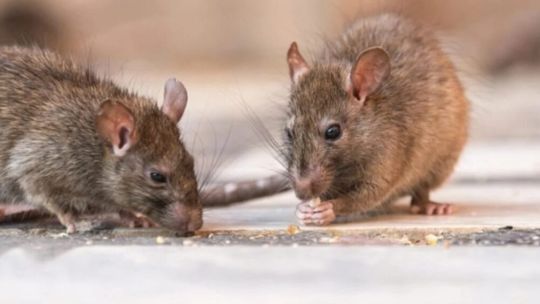 hantavirus:-advierten-por-la-falta-de-investigaciones