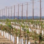 aux-etats-unis,-les-producteurs-de-noix-et-de-pistaches-californiens-afectados-por-la-guerra-en-iran