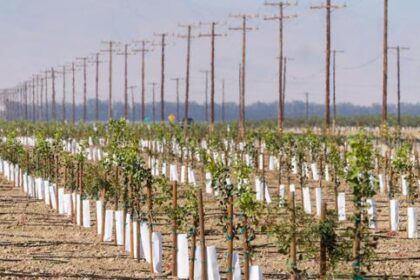 aux-etats-unis,-les-producteurs-de-noix-et-de-pistaches-californiens-afectados-por-la-guerra-en-iran