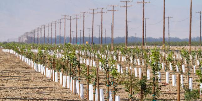 aux-etats-unis,-les-producteurs-de-noix-et-de-pistaches-californiens-afectados-por-la-guerra-en-iran