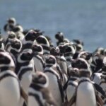 masacre-de-pinguinos-en-punta-tombo:-la-justicia-puede-sentar-un-precedente-ambiental-historico
